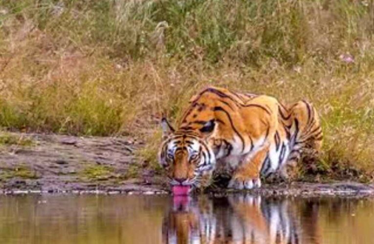 बांधवगढ़ टाइगर रिजर्व में मिला बाघ का शव Bandhavgarh Mein Mila Bhag Ka Shav